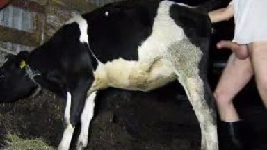 Порно с рогатым скотом