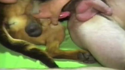 Собака трахает русского парня гея в жопу.Анальный зоо секс с животным
