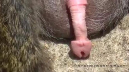 Обезьяна дрочит себе член и кончает. Зоо порно онлайн