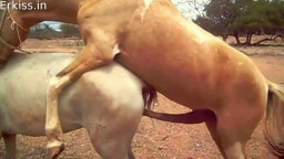 Секс лошадей, конь трахает кобылу