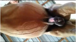 Дрочит коню хуй. Зоо секс видео