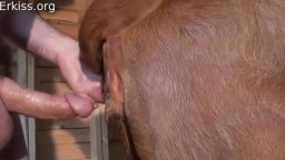 Зоо порно с коровой. Парень трахает рогатое животное