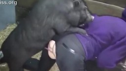 Порно с кабаном. Мини пиг трахает хозяйку тонким членом