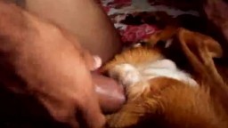 Зоофил ебёт комнатную собаку в пизду. Xnxx zoo sex