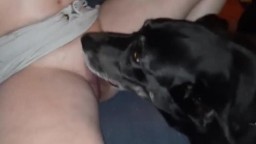 Собака лижет пизду моей развратной жене. Видео зоосекса