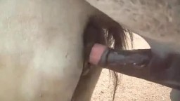 Порно лошадей. Жеребец ебет кобылу, видео ххх