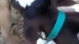 Телёнок сосет член у собаки, смешное зоо видео животных