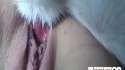 Псина оплодотворила спермой девушку хозяйку