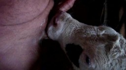 Дал теленку пососать хуй. Порно