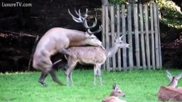 Олень трахает самку, порно диких животных