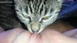 Кот лижет писю у женщины в домашнем зоо порно