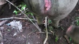 Сельский парень трахает свиноматку в огороде, зоофилия видео