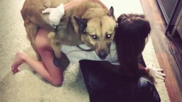 Порно вязка русской девушки с собакой. Арт оф зоо Россия