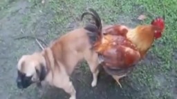 Собака трахнула петуха в жопу и узел застрял в очке птицы