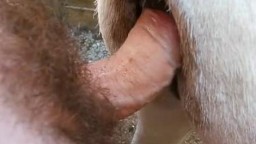 Парень трахает козу под хвост, порно зоофила