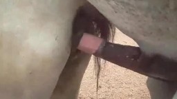 Как размножаются лошади, конь трахает кобылу большим хуем