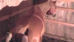 Мужик зоофил отлизал пизду и трахнул лошадь
