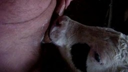 Теленок сосет хуй и лижет яйца у мужика зоофила