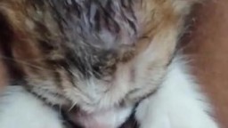 Котёнок лижет пизду у старой бабки, видео зоо