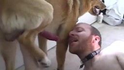Лысый зоофил дал трахать очко собаке