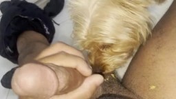 Собака лижет яйца пока я дрочу себе хуй, зоофилия