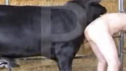 Бык трахает мужика гея в жопу. Google zoo porno с рогатым скотом